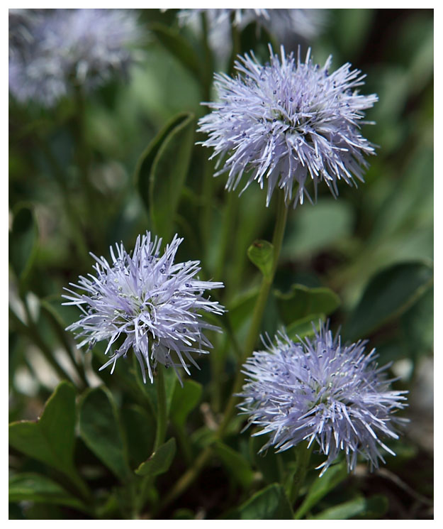 Globularia punctata