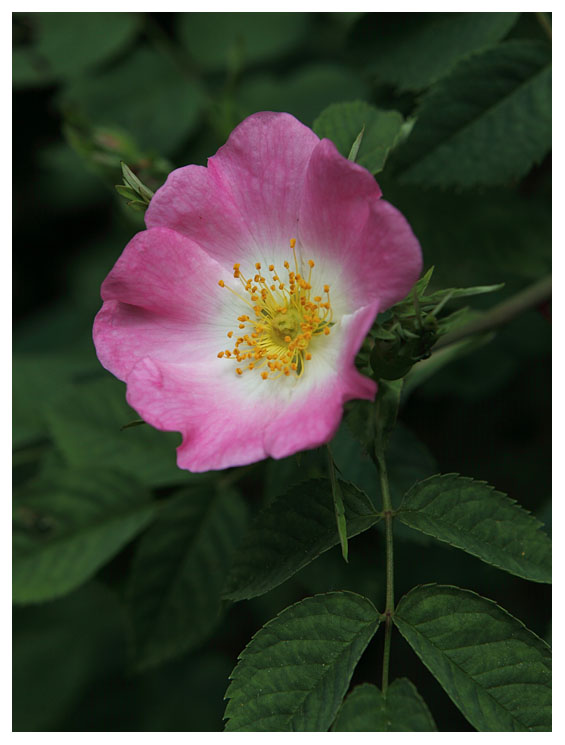 Rosa gallica