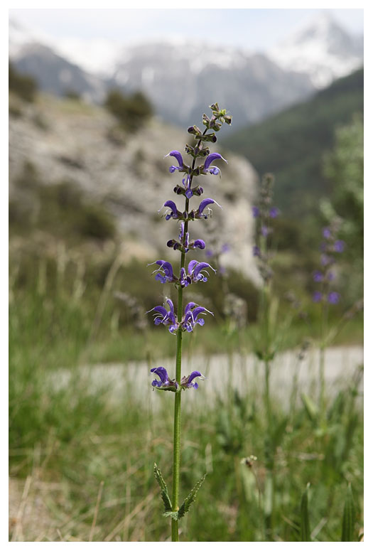 Salvia pratensis