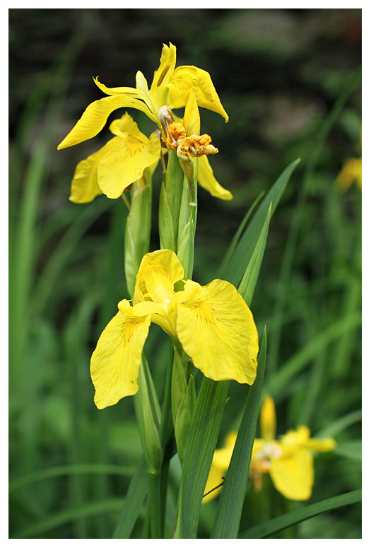 Iris pseudacorus