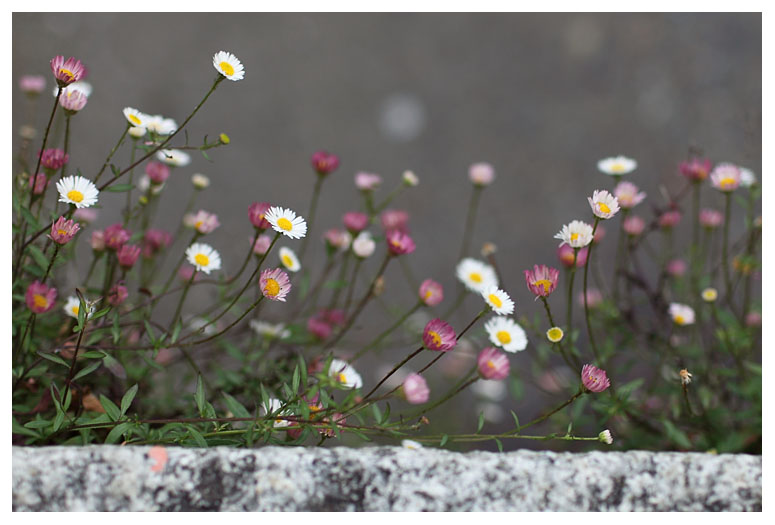 Erigeron karvinskianus