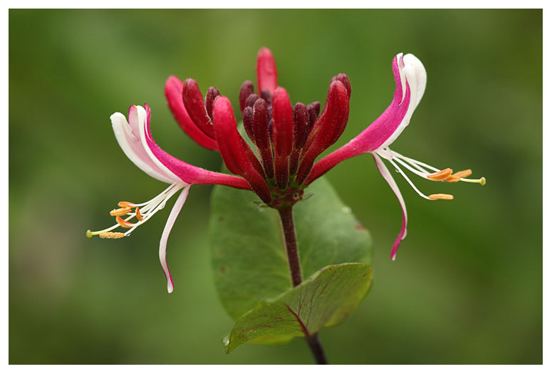 Lonicera