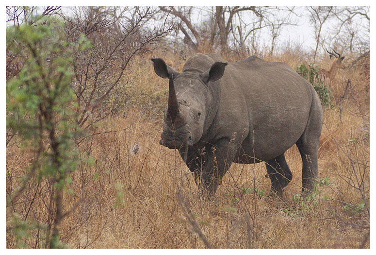 White Rhinoceros