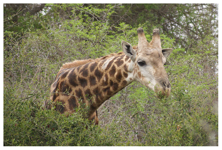 Giraffe