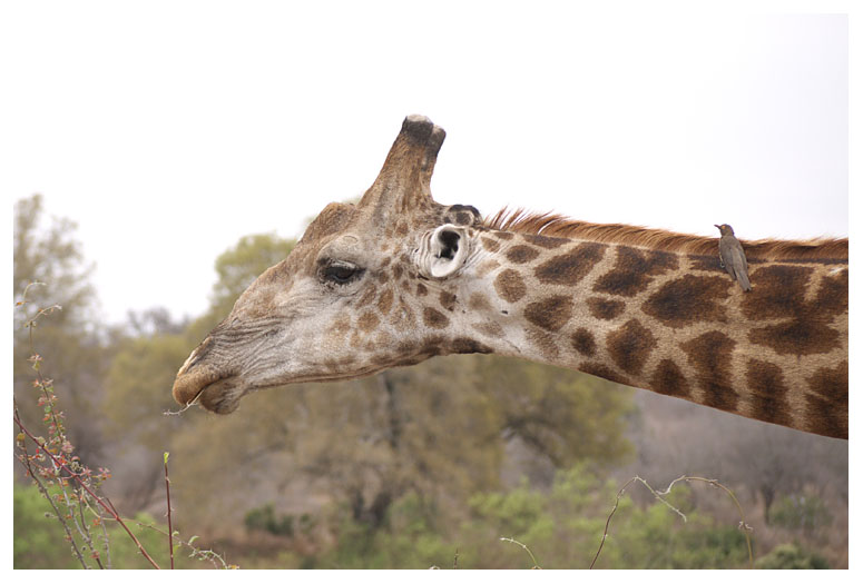 Giraffe