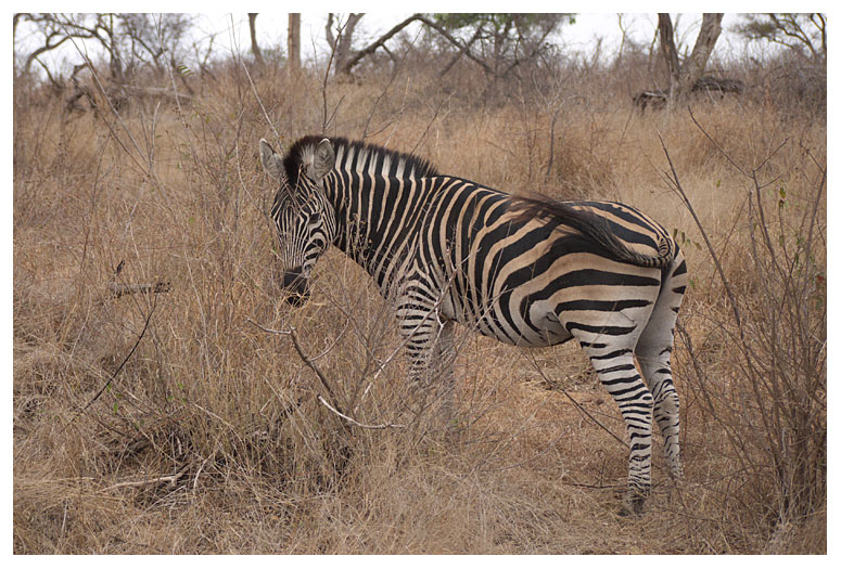Plains Zebra