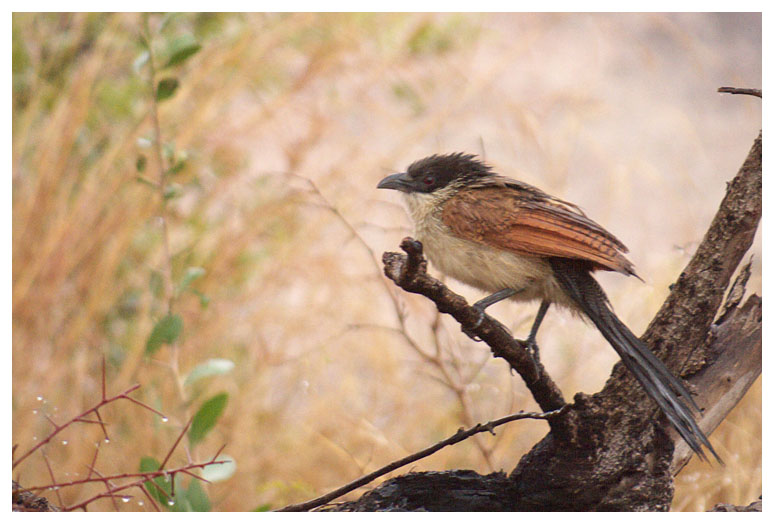 Burchells Coucal
