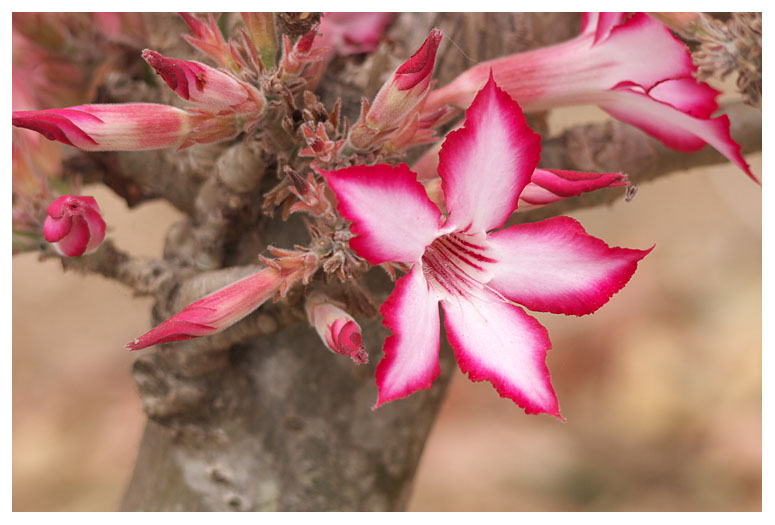 Adenium multiflorum