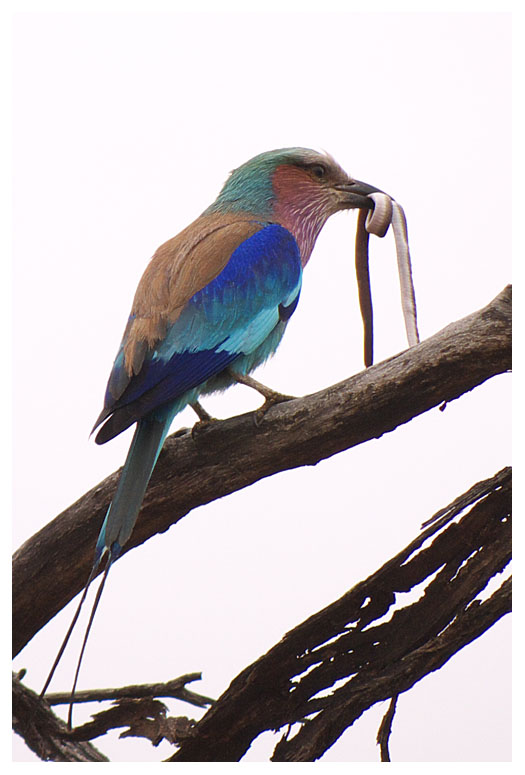 Lilac-breasted Roller