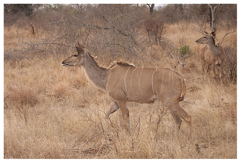 Kudu