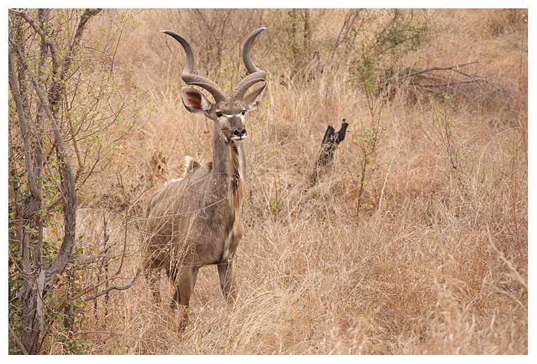 Kudu