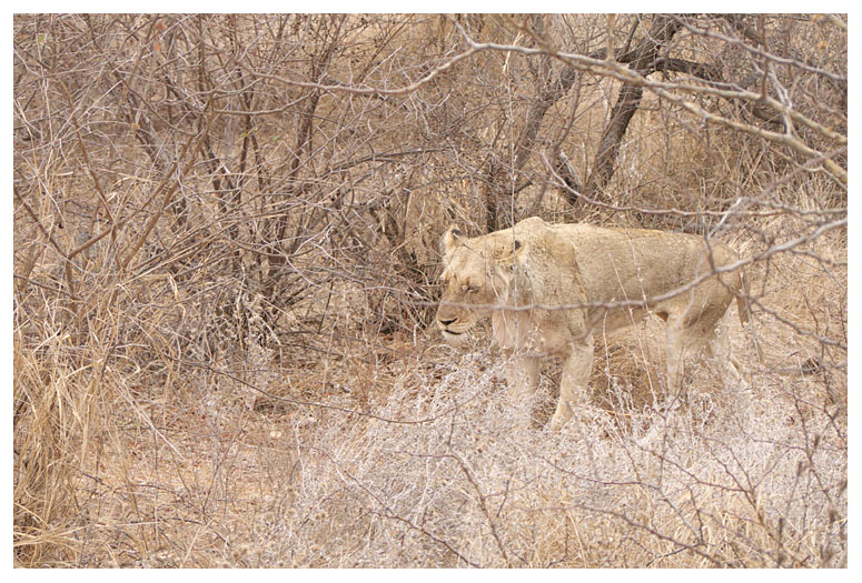 Lion