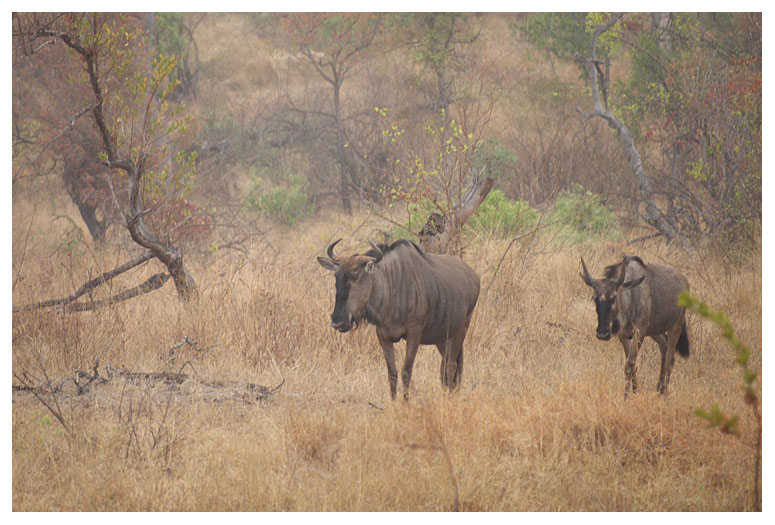 Blue Wildebeest
