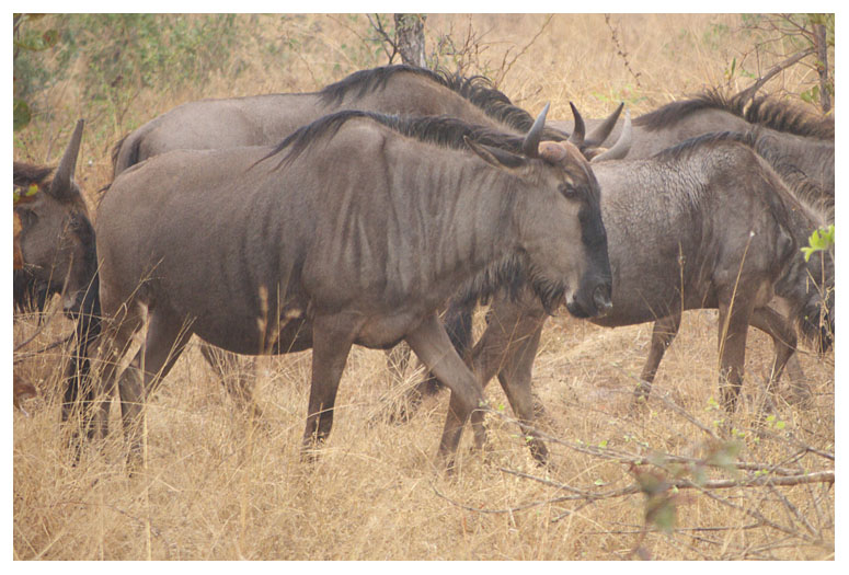 Blue Wildebeest