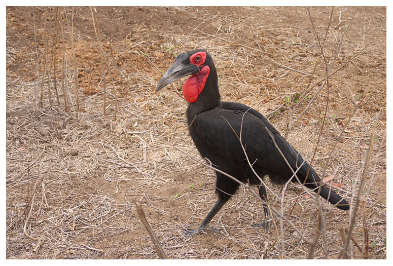 Southern Ground-Hornbill