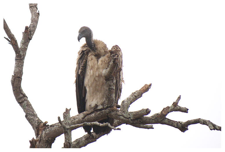 White-backed Vulture
