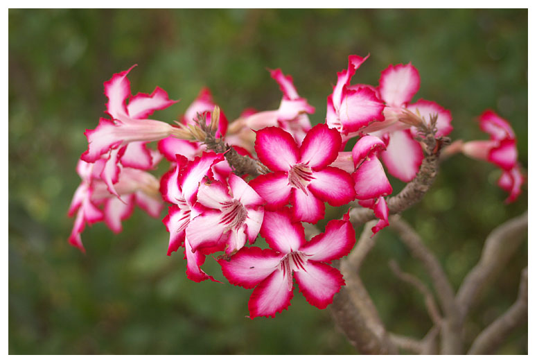 Adenium multiflorum