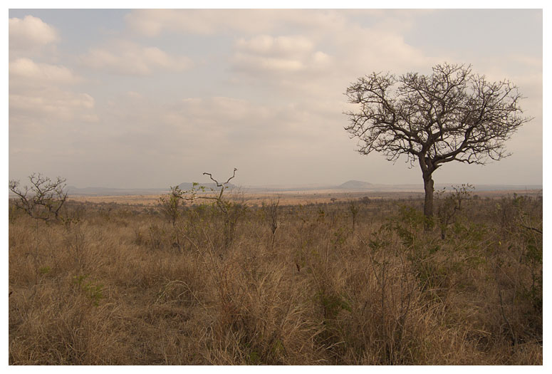 Kruger Park