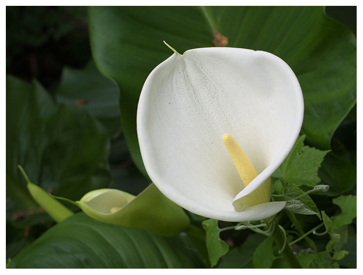 Zantedeschia aethiopica