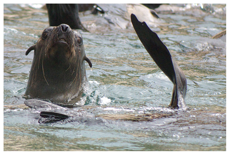 Brown Fur Seal