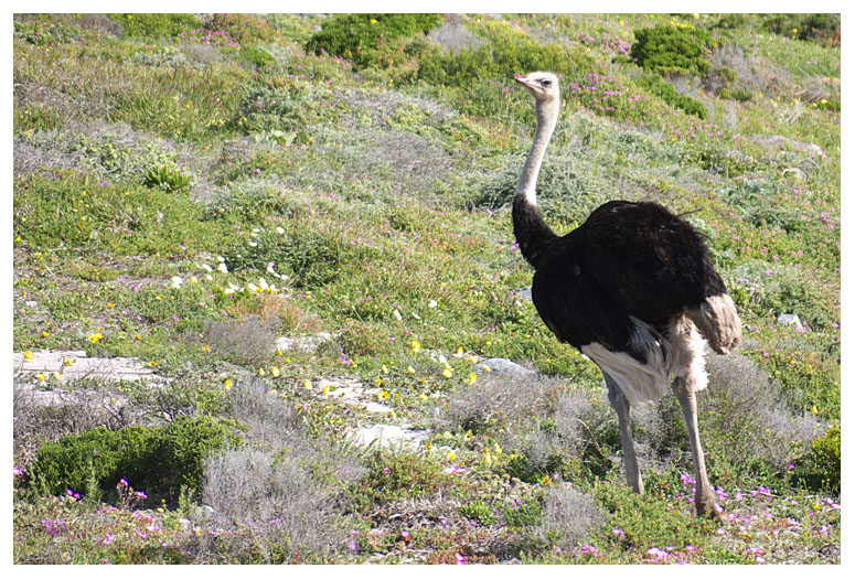 Ostrich