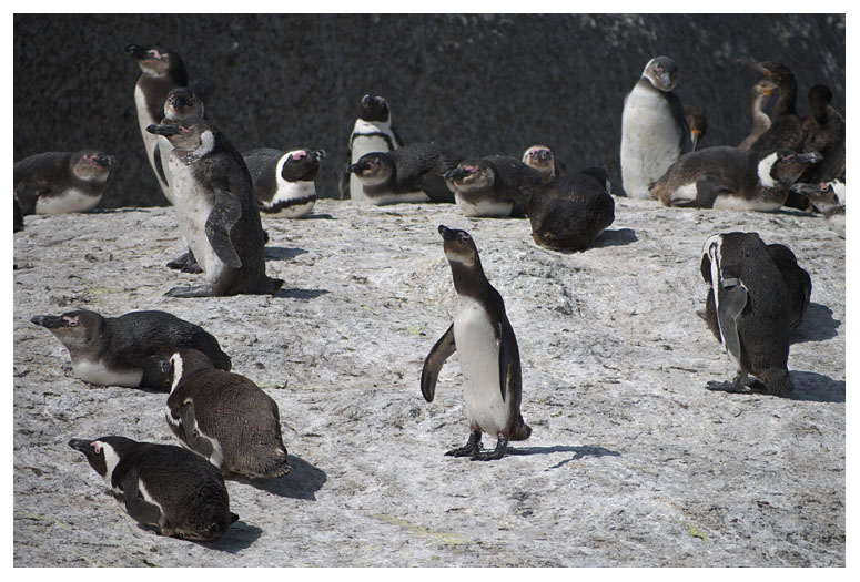 African Penguin