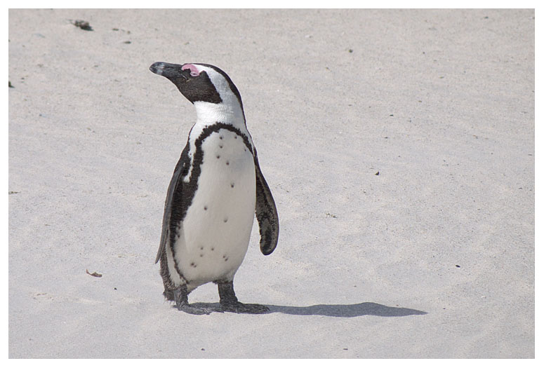 African Penguin