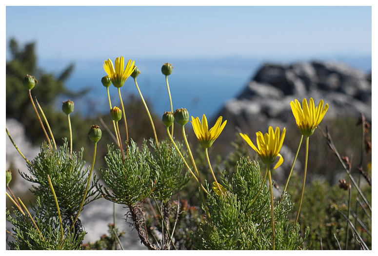 Euryops speciosissimus