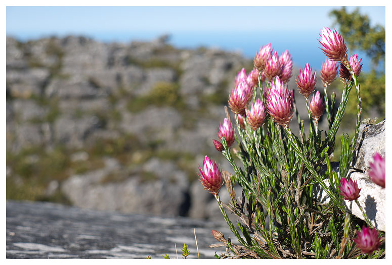 Helichrysum
