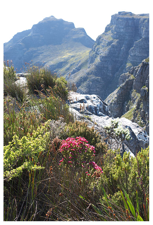Tafelberg