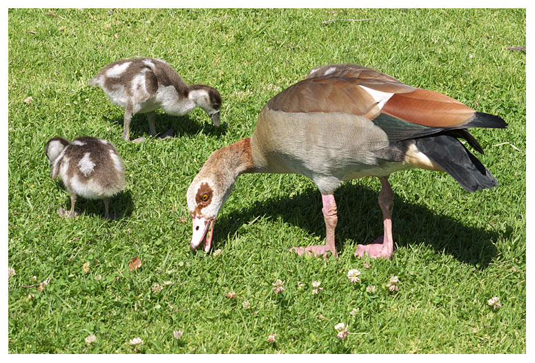 Egyptian Goose