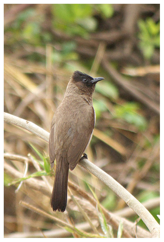 Common Bulbul