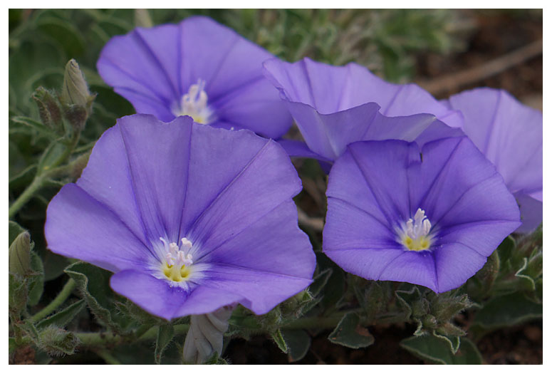 Ipomoea