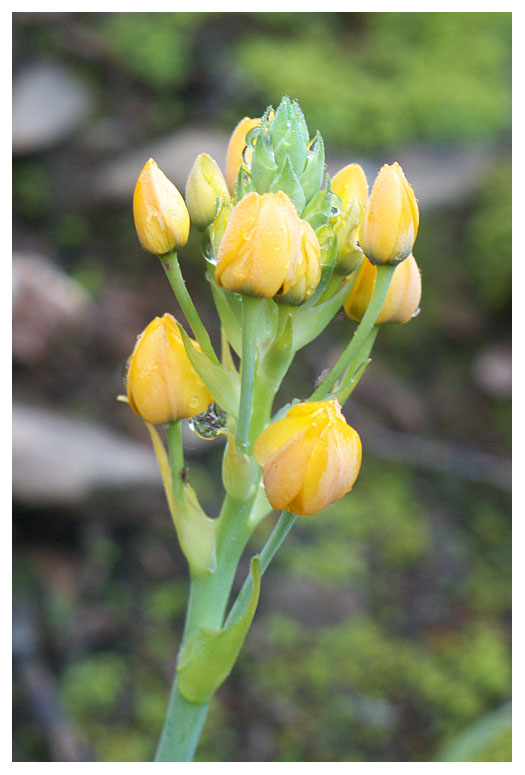Ornitholagum dubium