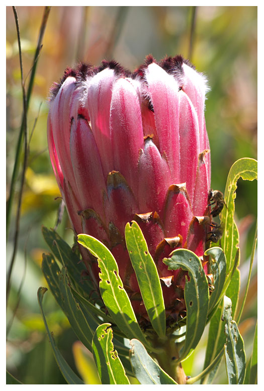 Protea neriifolia