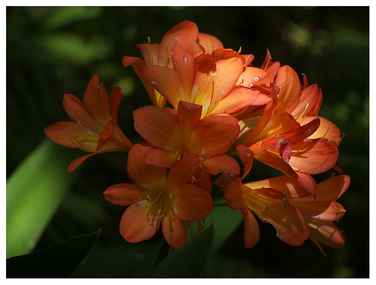 Clivia miniata