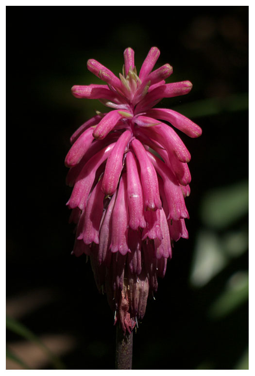 Veltheimia bracteata