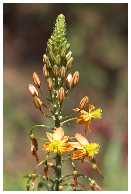 Bulbine abyssinica