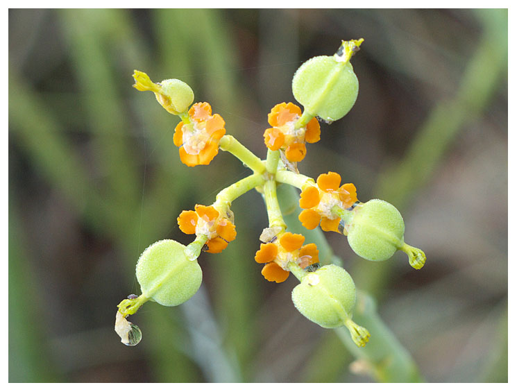Euphorbia mauritanica