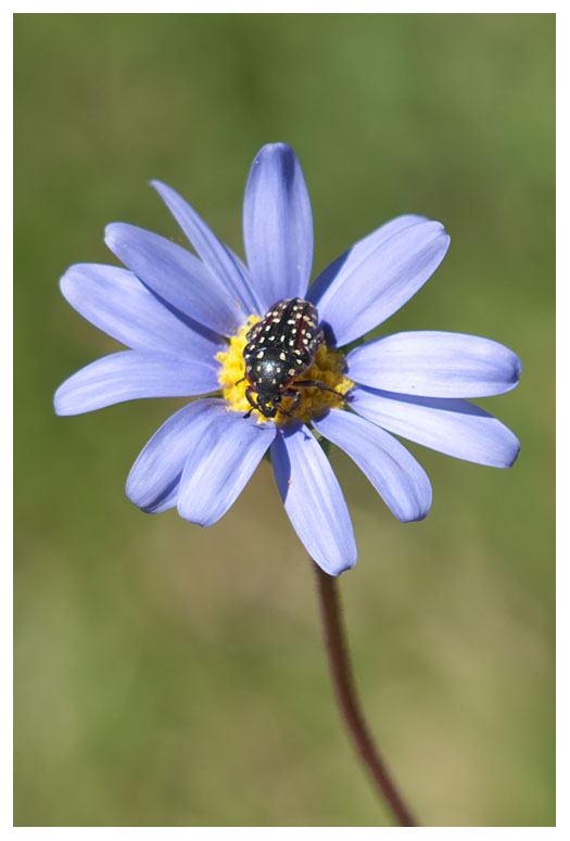 Felicia bergeriana