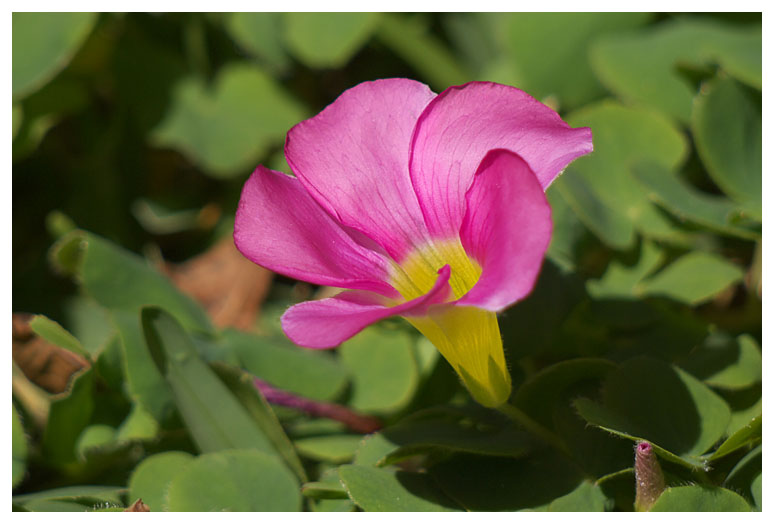 Oxalis hirta