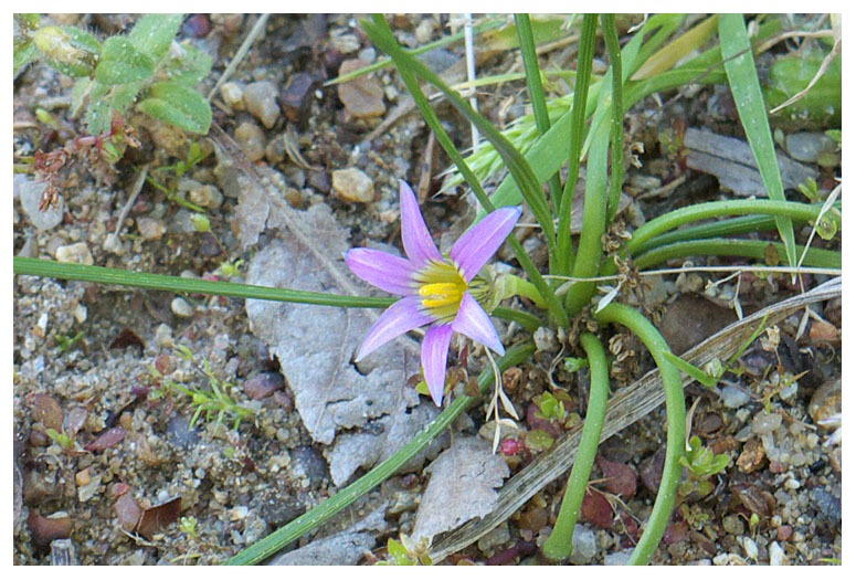 Romulea