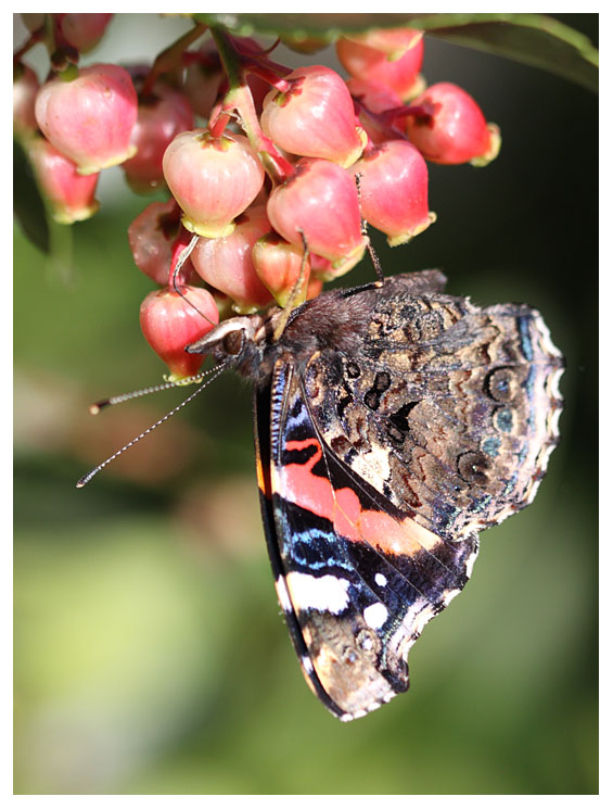 Vanessa atalanta