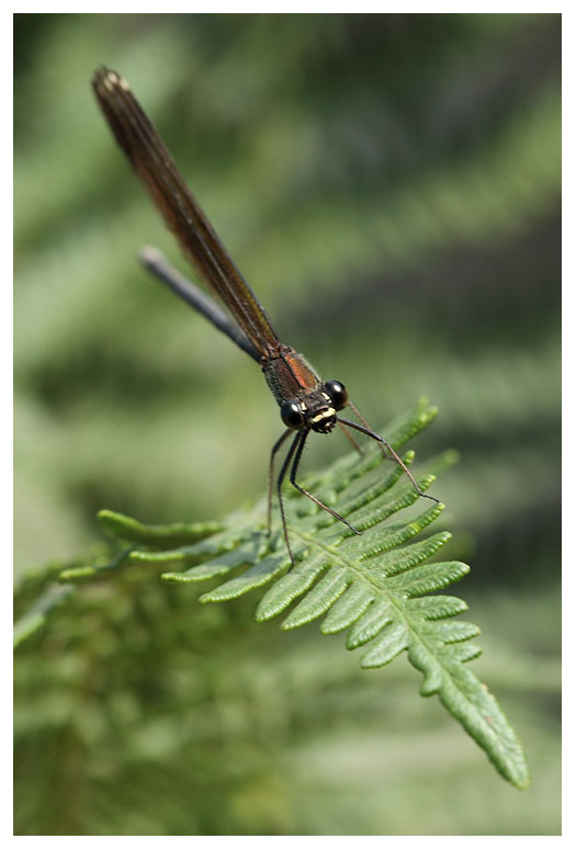 Calopteryx haemorrhoidalis