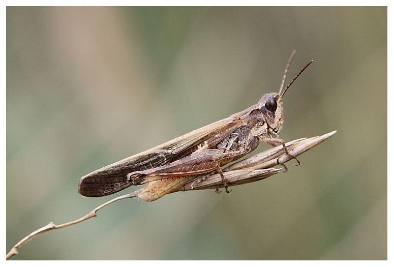 Locusta migratoria