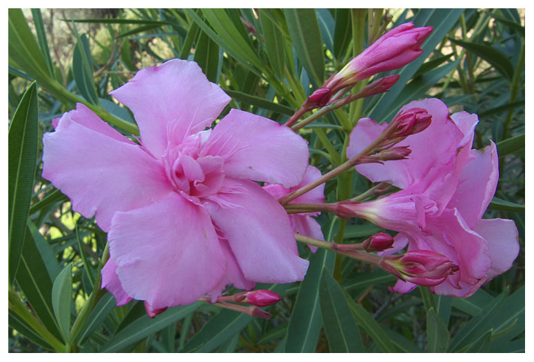 Nerium oleander