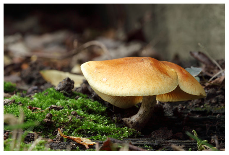 Gymnopilus sapineus