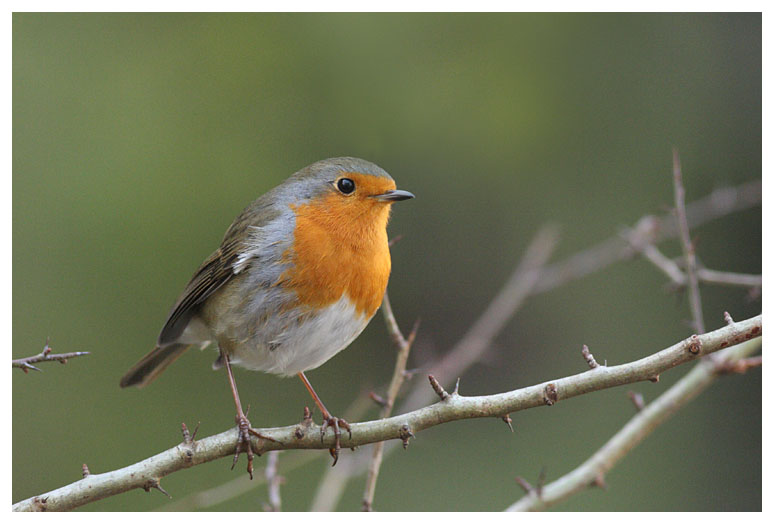 Robin