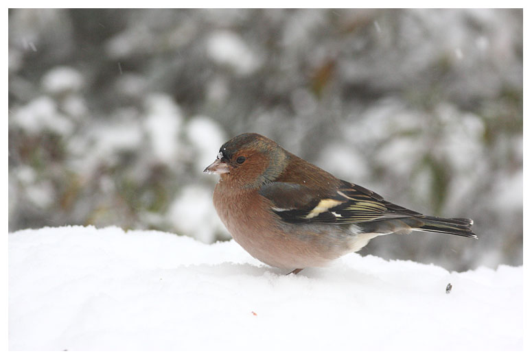 Chaffinch