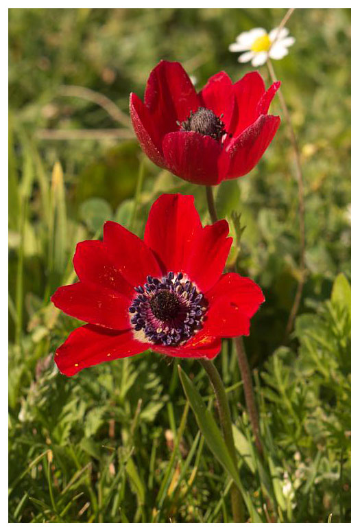 Anemone coronaria
